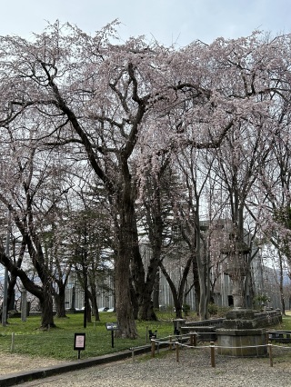 しだれ桜もキレイでした。