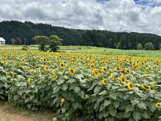 見渡す限りのひまわりが迎えてくれました。