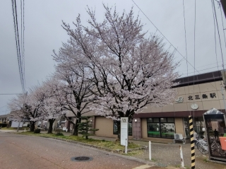 北三条駅前の桜①