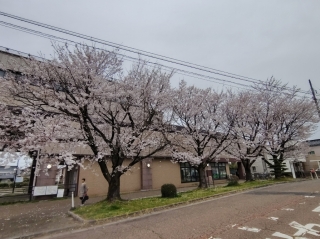 北三条駅前の桜②