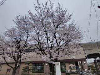 北三条駅前の桜③